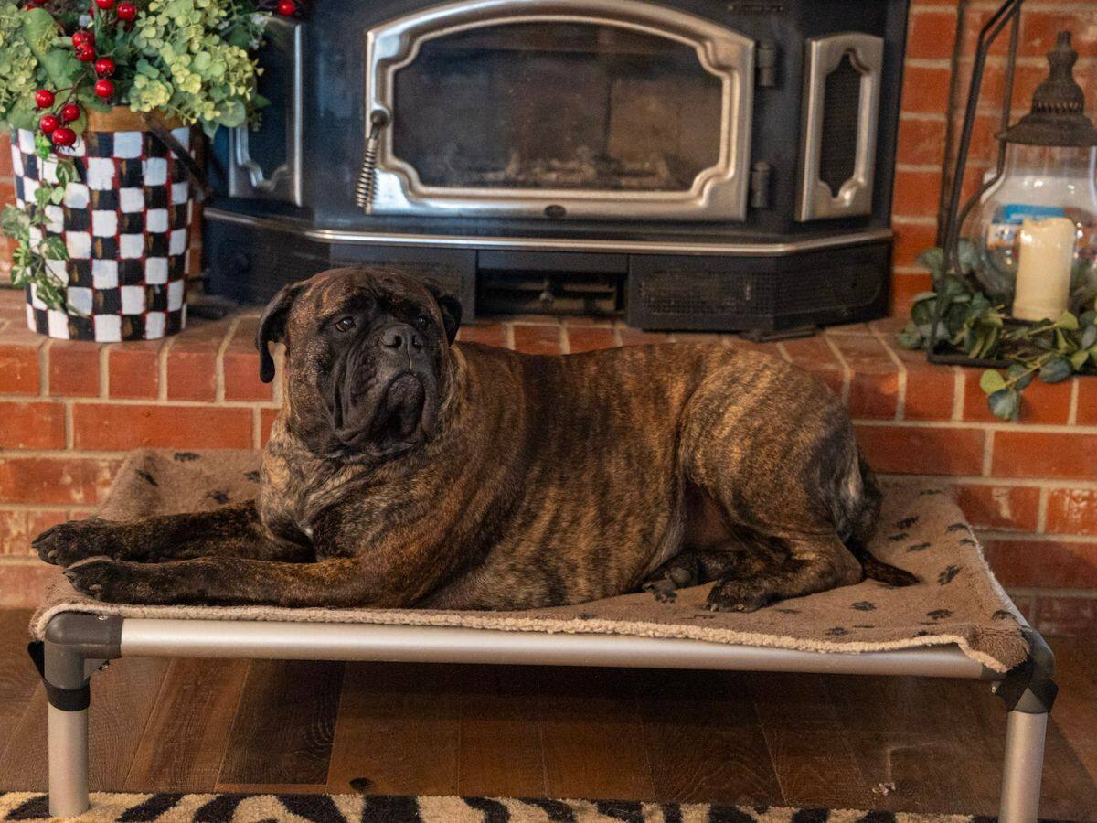 A brindle dog resting on a raised bed beside a fireplace