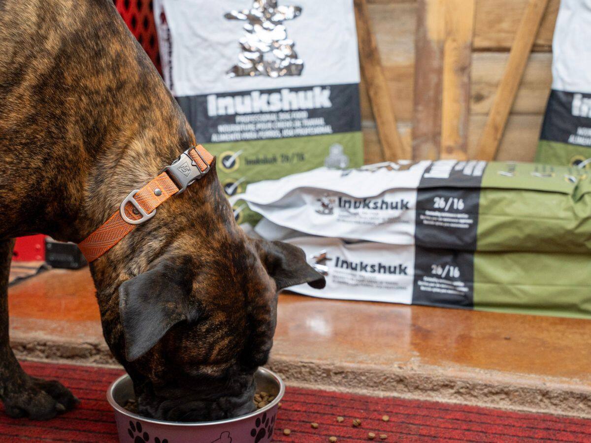 A brindle dog eating from a bowl with Inukshuk bags nearby
